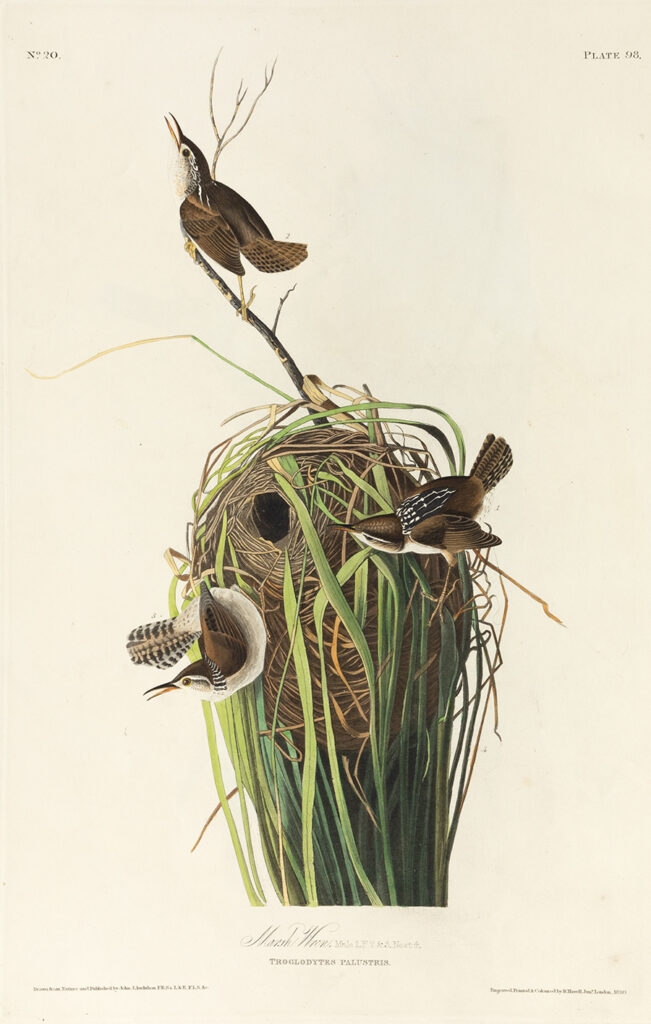 Seeing Audubon: Robert Havell, Jr. and The Birds of America - Chazen ...