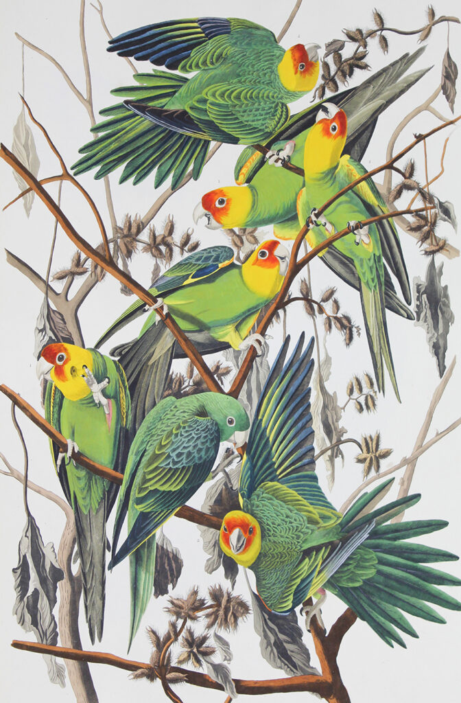 Detail of Carolina Parrots from The Birds of America, John James Audubon