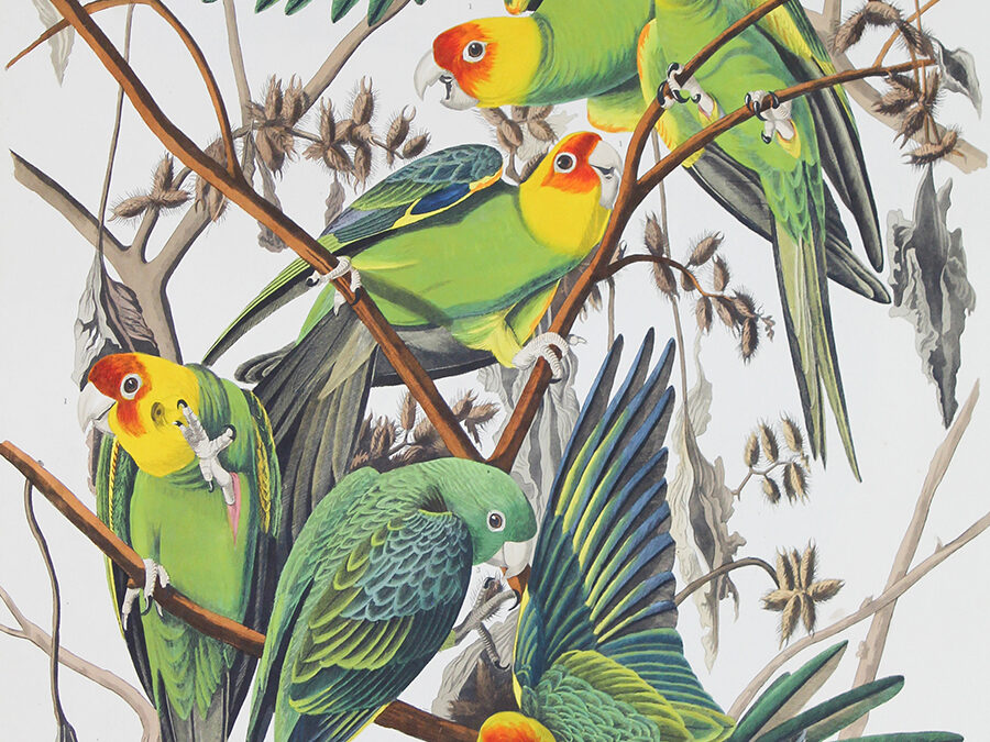 Detail of Carolina Parrots from The Birds of America, John James Audubon